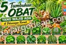 15 Tumbuhan Obat yang Wajib Ada di Pekarangan Rumah